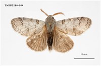 藏品(波麗毒蛾)的圖片